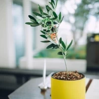 植樹の儀