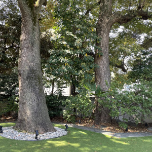 お庭の大木|618405さんのアーモニーアグレアーブル(旧：マノワール・ディノ)の写真(1593814)