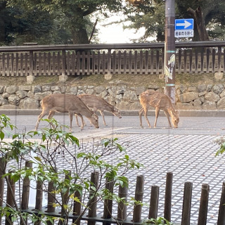 目の前には奈良公園があるので、鹿も歩いています