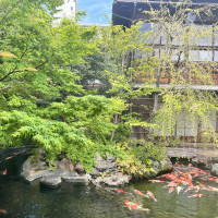 庭の鯉
