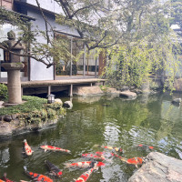 鯉