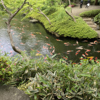 日本庭園内の池です。