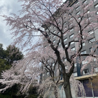 本館側には桜の木が沢山あり、花見スポットにもなっています。