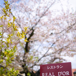 桜が綺麗でした|619176さんのSADOYA Chateau de Provence（サドヤ シャトー ド プロヴァンス）の写真(1469053)