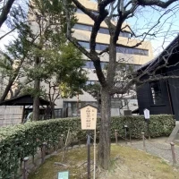 なつみの木