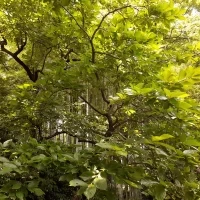 庭園内の竹林