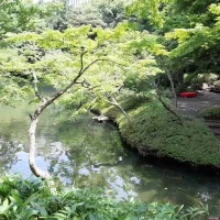 庭園の池