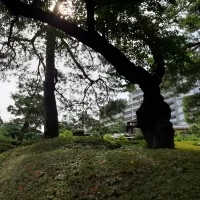 庭園内から外部を見た風景