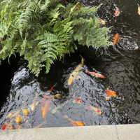 鳳明の庭園には鯉がいます