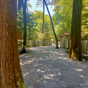 マイナスイオンが溢れていました。|623302さんの椿大神社 椿会館の写真(1503292)