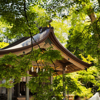新緑の季節の竈門神社は大変美しいです