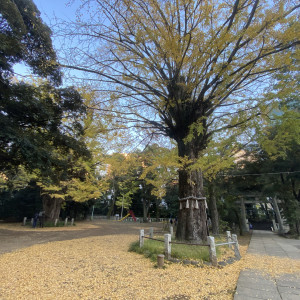 大銀杏|624074さんの赤坂 氷川神社の写真(1527160)