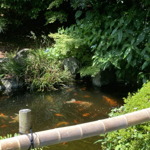 鯉がいます|624130さんの旧松本邸(西日本工業倶楽部)の写真(1509876)