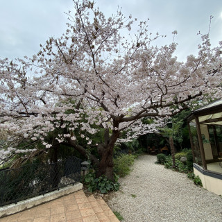 クルペさんが妻に贈った桜の木