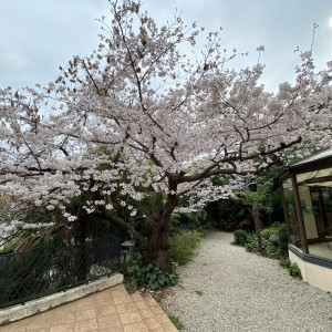 クルペさんが妻に贈った桜の木|624777さんの北野異人館 旧クルペ邸の写真(1510624)