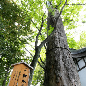 立派な御神木がありました。|624872さんの川越氷川神社・氷川会館の写真(1516216)