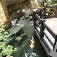 中庭で泳ぐ立派な鯉