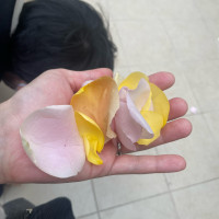 フラワーシャワー