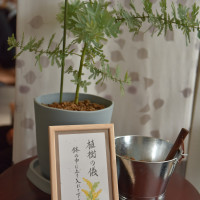 植樹の儀で使用したミモザの植木