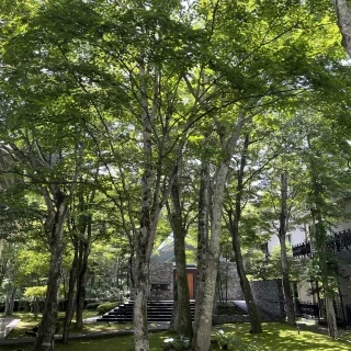 緑が広がるお庭