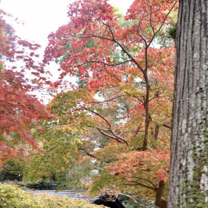 挙式会場|629457さんの大原野神社の写真(1544229)