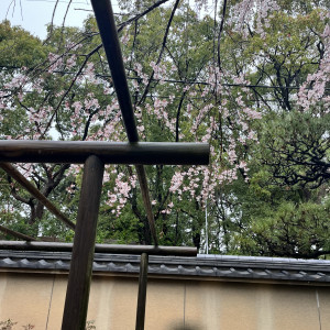 桜|630473さんの筥崎宮の写真(2045576)