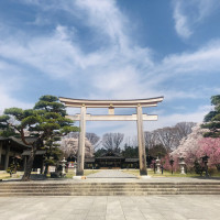 春の護国神社