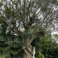 写真スポットのオリーブの木
