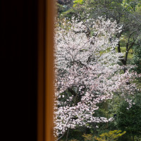 きれいな桜