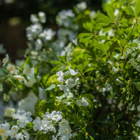 会場の装花です。