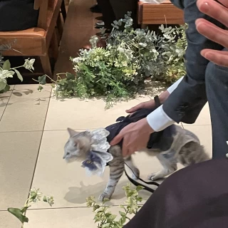 リングキャット