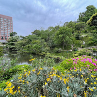 春なのでたくさん花が咲いてます