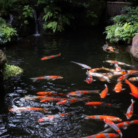 立派な鯉が泳ぐ池はロビーやお部屋など色々な場所から見えます