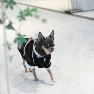 リングドッグ
