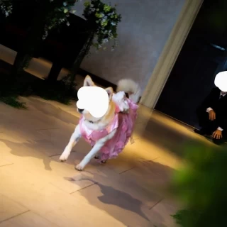 リングドッグの瞬間です