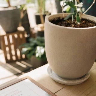 挙式で、オリーブの植樹セレモニー