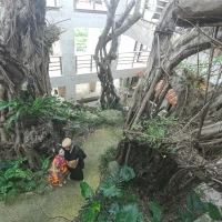 ホテル内にガジュマルがあり、とても良い雰囲気です