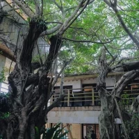 挙式会場と披露宴会場の間にガジュマルの中庭があります