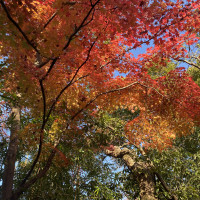 お庭の紅葉が綺麗でした