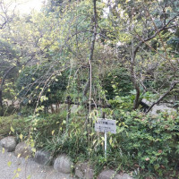 報徳二宮神社の梅の木