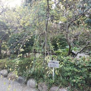 報徳二宮神社の梅の木|646512さんの報徳二宮神社 報徳会館の写真(1753220)