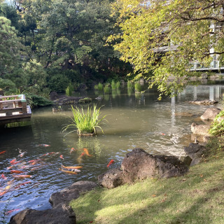 実際に庭参進する場所の池になります。色とりどりの鯉がいます