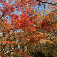 庭の紅葉