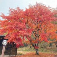 紅葉が綺麗