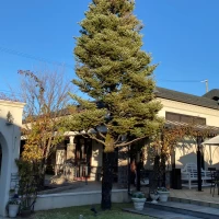 立派な植林がされています