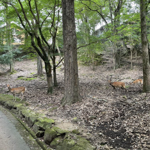 会場前の原生林|648977さんのザヒルトップテラス奈良の写真(1823873)