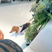 リングドック新婦側をスタスタ歩く
