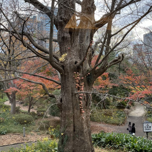 集合写真が撮れる大銀杏の木|649287さんの日比谷 松本楼の写真(1709295)