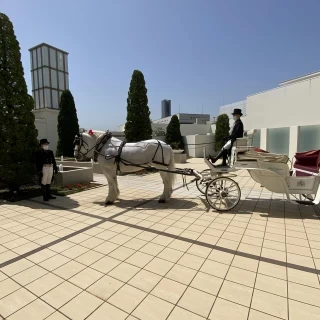 とてもおとなしくてかわいい馬さんでした。
