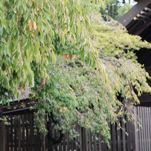 9月頃はまだ紅葉はしていません|649997さんの伊勢山皇大神宮の写真(1948184)